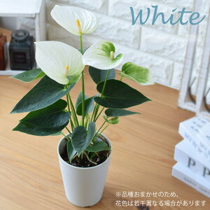 AXE Iׂ4J[AX[ ϗtA CeA O[ A  Vzj  a v[g Fl j  LO a Mtg I[^ ސEj