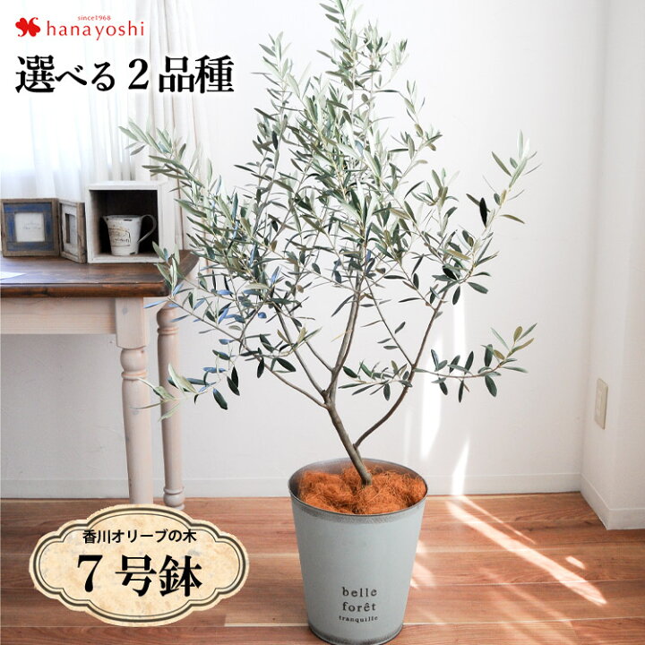 楽天市場 オリーブの木 観葉植物花由がお届けする鶴亀園の香川オリーブの木 7号鉢 オリーブ 観葉植物 インテリア 鉢植え 植物 秋 開店祝い 開業祝い 引越し祝い 新築祝い 友人 おしゃれ 誕生日 プレゼント 男性 女性 お祝い 結婚記念日 お誕生日 即日発送 退職祝い 大型