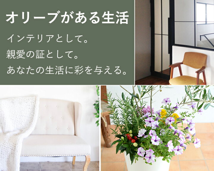 楽天市場 シンボルツリーの寄せ植え 鶴亀園オリーブ 寄せ植え 鉢植え オリーブの木 観葉植物インテリア ギフト 室内 引越し祝い お中元 夏 サマーギフト 新築祝い 開店祝い お祝い 開業祝い 周年祝い 結婚記念日 両親 誕生日 プレゼント 女性 母 父 男性 退職祝い 就職 楽天市場 シンボルツリーの寄せ植え 鶴亀園オリーブ 寄せ植え 鉢植え オリーブの木 観葉植物インテリア ギフト 室内 引越し祝い お中元 夏 サマーギフト 新築祝い 開店祝い お祝い 開業祝い 周年祝い 結婚記念日 両親 誕生日 プレゼント 女性 母 父 男性 退職祝い 就職