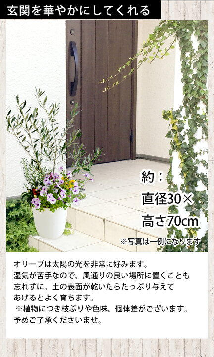 楽天市場 シンボルツリーの寄せ植え 鶴亀園オリーブ 寄せ植え 鉢植え オリーブの木 観葉植物インテリア ギフト 室内 引越し祝い お中元 夏 サマーギフト 新築祝い 開店祝い お祝い 開業祝い 周年祝い 結婚記念日 両親 誕生日 プレゼント 女性 母 父 男性 退職祝い 就職 楽天市場 シンボルツリーの寄せ植え 鶴亀園オリーブ 寄せ植え 鉢植え オリーブの木 観葉植物インテリア ギフト 室内 引越し祝い お中元 夏 サマーギフト 新築祝い 開店祝い お祝い 開業祝い 周年祝い 結婚記念日 両親 誕生日 プレゼント 女性 母 父 男性 退職祝い 就職