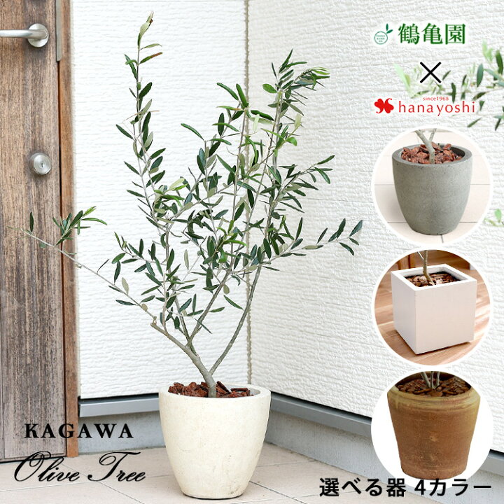 楽天市場 シンボルツリー 鶴亀園オリーブ デザイン鉢 鉢植え オリーブの木 オリーブ 観葉植物インテリア ギフト 室内 植物 秋 引越し祝い 新築祝い 開店祝い お祝い 開業祝い 周年祝い 結婚記念日 誕生日 プレゼント 女性 母 父 男性 退職祝い 就職祝い 大型 鉢 楽天市場 シンボルツリー 鶴亀園オリーブ デザイン鉢 鉢植え オリーブの木 オリーブ 観葉植物インテリア ギフト 室内 植物 秋 引越し祝い 新築祝い 開店祝い お祝い 開業祝い 周年祝い 結婚記念日 誕生日 プレゼント 女性 母 父 男性 退職祝い 就職祝い 大型 鉢