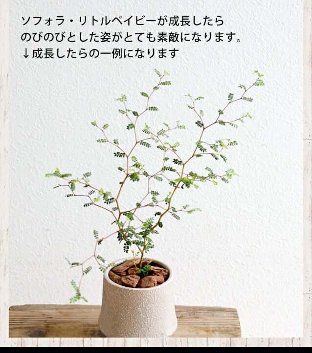 ソフォラ リトルベイビー 大５号鉢 多年草 常緑宿根草 弱耐寒性 鉢植え 春 寄せ植え