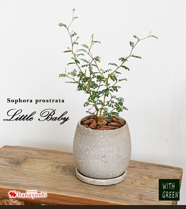 おしゃれ 観葉植物 ソフォラ メルヘンの木 鉢植え 受皿付 春先取りの