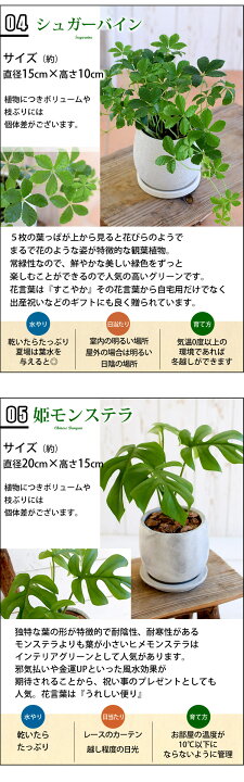 987円 毎日がバーゲンセール 観葉植物 おしゃれ 育てやすい 選べる 自由に選ぶグリーン うつわ 室内 インテリア グリーン お中元 夏 誕生日 プレゼント 退職 お祝い 引っ越し祝い