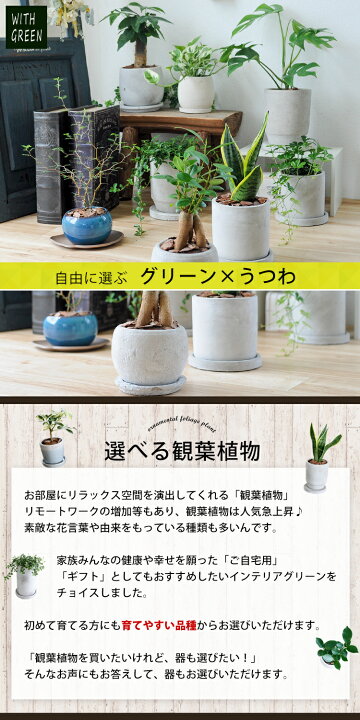 楽天市場 選べる 観葉植物ｘ選べる器 ガジュマルの木 サンスベリア シュガーバイン つる性ガジュマル おしゃれ 鉢 インテリア グリーン 観葉植物 ギフト 植物 秋 誕生日 プレゼント 女性 男性 父 退職祝い 異動 新築祝い 友人 引っ越し祝い お祝い 小さい フラワー