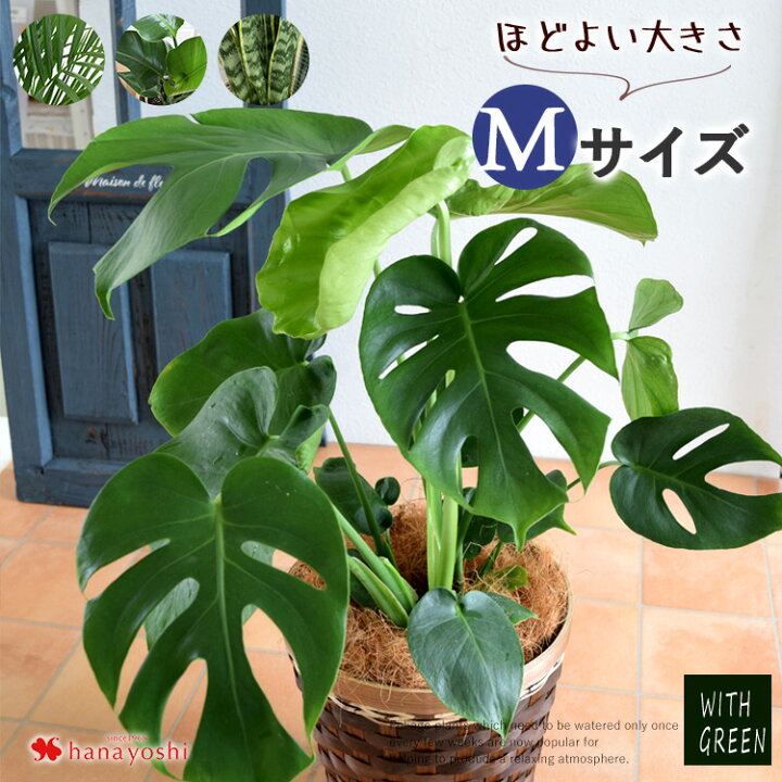 楽天市場 選べる観葉植物 Mサイズ モンステラ サンスベリア ストレリチア ガジュマル育てやすい インテリア グリーン 観葉植物 おしゃれ お中元 夏 サマーギフト 誕生日 プレゼント 女性 女友達 男性 新築祝い 友人 結婚祝い 引っ越し祝い 定年 退職祝い 贈り物 開業祝い