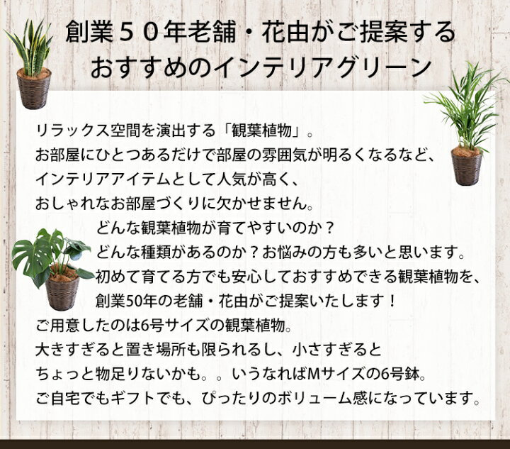 楽天市場 あす楽対応 選べる観葉植物 Mサイズ モンステラ サンスベリア ストレリチア ガジュマル育てやすい インテリア グリーン 観葉植物 おしゃれ 植物 誕生日 プレゼント 女性 女友達 男性 新築祝い 友人 結婚祝い 引っ越し祝い 定年 退職祝い 贈り物 開業祝い 異動