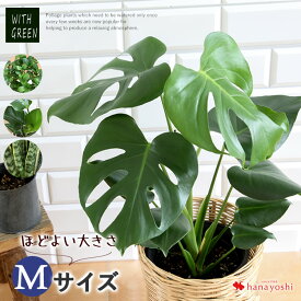 楽天市場 観葉植物 新築祝いの通販