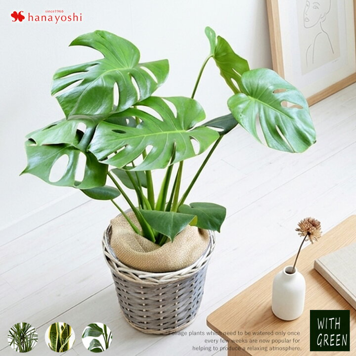 楽天市場】選べる観葉植物 6号鉢 モンステラ サンスベリア 