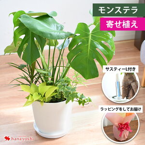 IׂϗtA 6 Xe TXxA Xg`A hZiĂ₷ CeA O[ ϗtA TXeB[  A a v[g  FB j Fl j