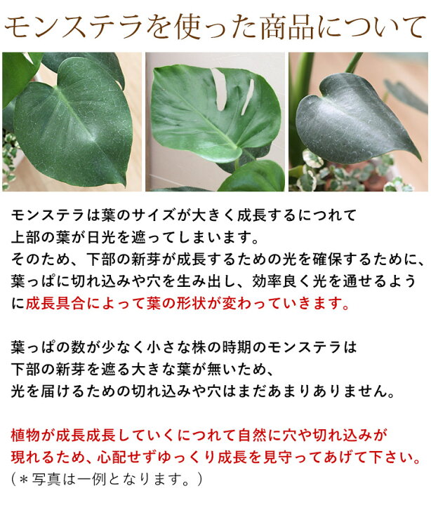 楽天市場 選べる観葉植物の寄せ植え 人気の5種 モンステラ サンスベリア ストレリチア 育てやすい インテリア グリーン 観葉植物 おしゃれ サンセベリア ストレチア コンシンネ サンデリアーナ 誕生日 プレゼント 女性 男性 新築祝い 友人 結婚祝い 引越し祝い 開店祝い