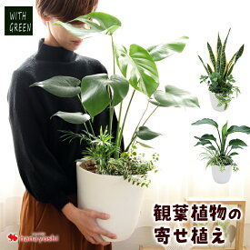 楽天市場 プレゼント 男性 観葉植物 花 観葉植物 花 ガーデン Diyの通販