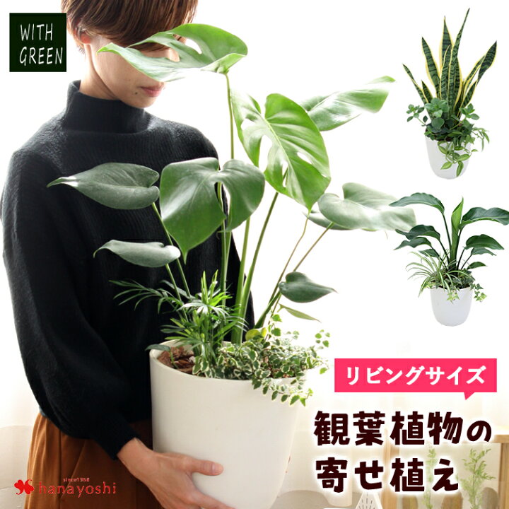 楽天市場 選べる観葉植物の寄せ植え 人気の5種 モンステラ サンスベリア ストレリチア 育てやすい インテリア グリーン 観葉植物 おしゃれ サンセベリア ストレチア コンシンネ サンデリアーナ 誕生日 プレゼント 女性 男性 新築祝い 友人 結婚祝い 開店祝い 植物 秋