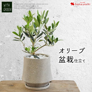 オリーブ の木 プレゼントの人気商品 通販 価格比較 価格 Com