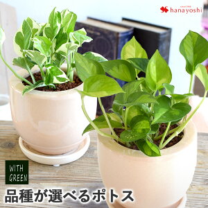 ガーデニング プレゼント 男性 観葉植物の人気商品 通販 価格比較 価格 Com