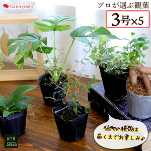 観葉植物 プレゼント 男性の人気商品 通販 価格比較 価格 Com