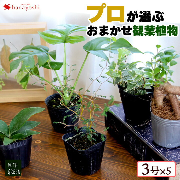 楽天市場 バイヤーおすすめ プロが選ぶ観葉5個セット育てやすい インテリア グリーン 観葉植物 おしゃれ ギフト 誕生日 プレゼント 女性 男性 自宅用 すぐに飾れる フラワーマーケット花由