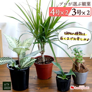 観葉植物 プレゼント 男性の人気商品 通販 価格比較 価格 Com
