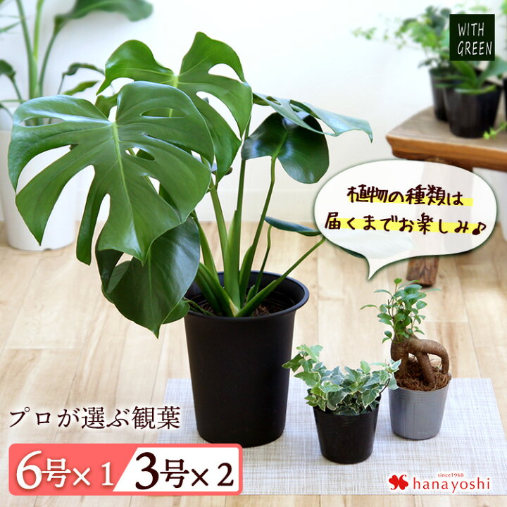 楽天市場 おまかせ福袋 グリーン3点セット 育てやすい インテリア グリーン 観葉植物 おしゃれ ギフト 誕生日 プレゼント 女性 男性 自宅用 すぐに飾れる フラワーマーケット花由