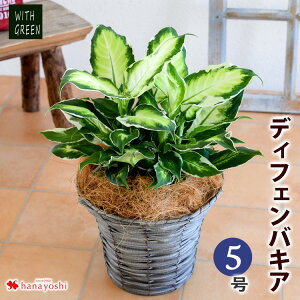 観葉植物 プレゼント 男性の人気商品 通販 価格比較 価格 Com