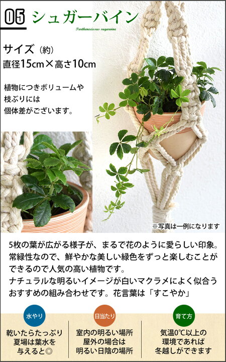 楽天市場 選べるグリーン マクラメハンギング 観葉植物 ポトス 姫モンステラ ガジュマル シュガーバイン 育てやすい インテリア グリーン 観葉植物 おしゃれ 秋 誕生日 プレゼント 女性 男性 新築祝い 引っ越し祝い 友人 異動 転勤 送別会 結婚祝い 贈り物 飾り 吊り下げ