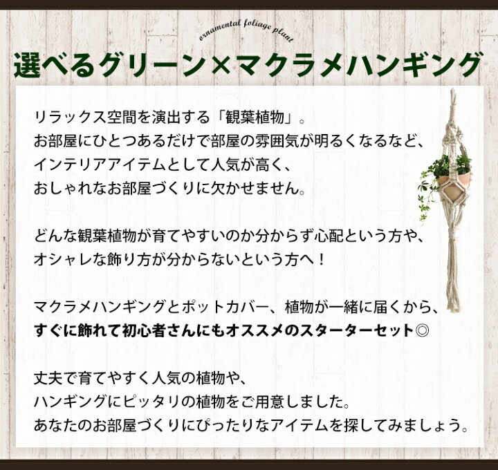 楽天市場 選べるグリーン マクラメハンギング 観葉植物 ポトス 姫モンステラ ガジュマル シュガーバイン 育てやすい インテリア グリーン 観葉植物 おしゃれ 秋 誕生日 プレゼント 女性 男性 新築祝い 引っ越し祝い 友人 異動 転勤 送別会 結婚祝い 贈り物 飾り 吊り下げ