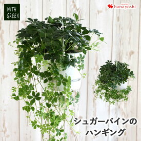 シュガーバインのハンギング 観葉植物 ハンギンググリーン つる性 育てやすい インテリア グリーン 観葉植物 おしゃれ 吊り下げ おうち時間 植物 秋 誕生日 プレゼント 女性 男性 新築祝い 友人 結婚祝い 引っ越し祝い 開店祝い