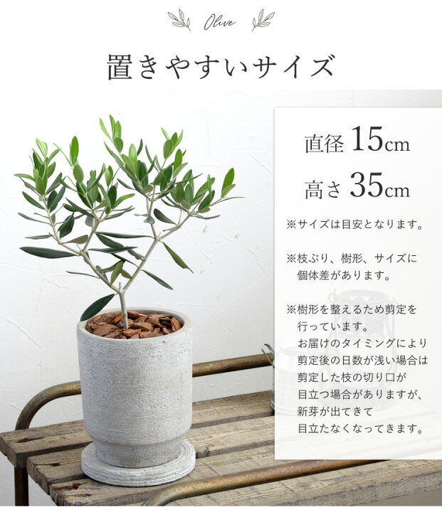 楽天市場 オリーブの木 鉢植えオリーブの木 観葉植物 インテリア ギフト 室内 おしゃれ お中元 夏 サマーギフト 引越し祝い 新築祝い 開店祝い お祝い 開業祝い 周年祝い 結婚記念日 誕生日 プレゼント 女性 母 女友達 友人 退職祝い 就職祝い 転勤 異動 ギフト 楽天市場 オリーブの木 鉢植えオリーブの木 観葉植物 インテリア ギフト 室内 おしゃれ お中元 夏 サマーギフト 引越し祝い 新築祝い 開店祝い お祝い 開業祝い 周年祝い 結婚記念日 誕生日 プレゼント 女性 母 女友達 友人 退職祝い 就職祝い 転勤 異動 ギフト