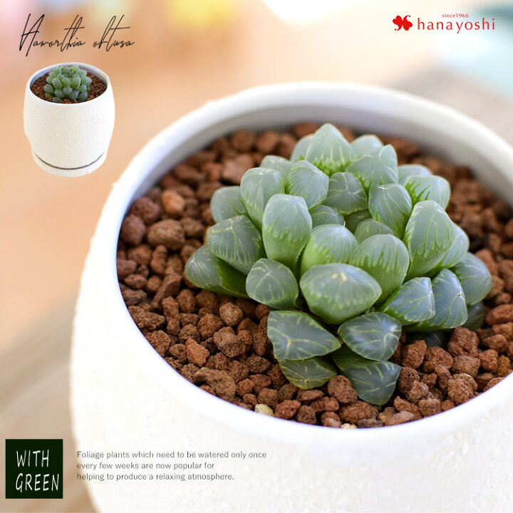 楽天市場 ハオルチア オブツーサ観葉植物 多肉植物 インテリア ギフト 室内 おしゃれ 引越し祝い 新築祝い 開店祝い お祝い 開業祝い 周年祝い 結婚記念日 誕生日 プレゼント 女性 母 女友達 友人 退職祝い 就職祝い フラワーマーケット花由