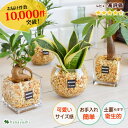 【最短★翌日配達 14時〆】 土を使わない 観葉植物 ハイドロカルチャー ガジュマルの木 パキラ サンスベリア グリーン ゼオライトプランツ ガラス キューブ おしゃれ 鉢 ミニ観葉 ガジュマル ギフト 植物 誕生日 お誕生日 プレゼント 50代 60代 70代 趣味