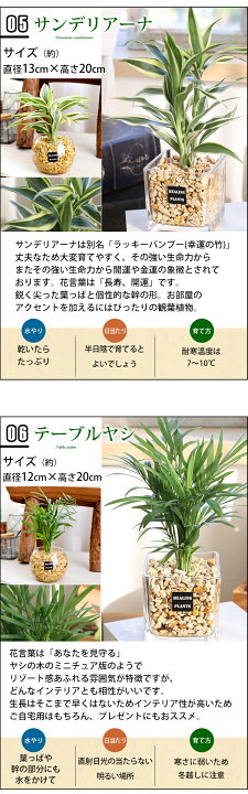 楽天市場 選べる 観葉植物ｘハイドロカルチャー ガジュマルの木 パキラ サンスベリア ゼオライトプランツ ガラスキューブ おしゃれ 鉢 インテリア グリーン 観葉植物 ギフト お中元 夏 サマーギフト 誕生日 プレゼント 女性 男性 父 退職祝い 送別会 新築祝い 友人