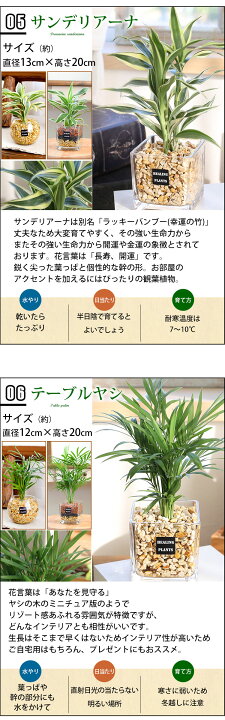 楽天市場 選べる 観葉植物ｘハイドロカルチャー ガジュマルの木 パキラ サンスベリア ゼオライトプランツ ガラスキューブ おしゃれ 鉢 インテリア グリーン 小さい ギフト 植物 秋 敬老の日 誕生日 プレゼント 女性 男性 父 退職祝い 送別会 新築祝い 友人 お祝い 贈り物