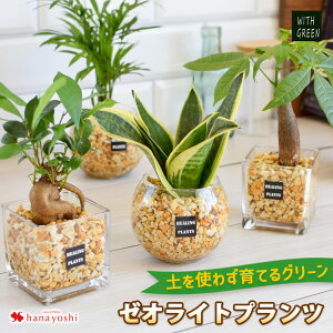 観葉植物 プレゼント 男性の人気商品 通販 価格比較 価格 Com