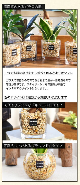 楽天市場 選べる 観葉植物xハイドロカルチャー ガジュマルの木 サンスベリア ゼオライトプランツ ガラスキューブ おしゃれ 鉢 インテリア グリーン 観葉植物 ギフト 誕生日 プレゼント 女性 男性 父 定年 退職祝い 送別会 転勤 異動 新築祝い 友人 引っ越し祝い お祝い 楽天市場 選べる 観葉植物xハイドロカルチャー ガジュマルの木 サンスベリア ゼオライトプランツ ガラスキューブ おしゃれ 鉢 インテリア グリーン 観葉植物 ギフト 誕生日 プレゼント 女性 男性 父 定年 退職祝い 送別会 転勤 異動 新築祝い 友人 引っ越し祝い お祝い
