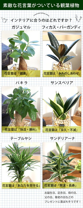 楽天市場 選べる 観葉植物ｘハイドロカルチャー ガジュマルの木 サンスベリア ゼオライトプランツ ガラスキューブ おしゃれ 鉢 インテリア グリーン 観葉植物 ギフト 誕生日 プレゼント 女性 男性 父 定年 退職祝い 送別会 転勤 異動 新築祝い 友人 引っ越し祝い お祝い