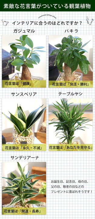 楽天市場 選べる 観葉植物ｘハイドロカルチャー ガジュマルの木 パキラ サンスベリア ゼオライトプランツ ガラスキューブ おしゃれ 鉢 インテリア グリーン 小さい クリスマス ギフト 植物 誕生日 プレゼント 女性 男性 女友達 お誕生日 退職祝い 新築祝い 友人 お祝い