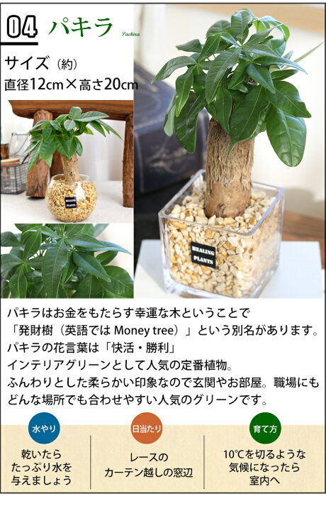 楽天市場 選べる 観葉植物ｘハイドロカルチャー ガジュマルの木 サンスベリア ゼオライトプランツ ガラスキューブ おしゃれ 鉢 インテリア グリーン 観葉植物 ギフト 誕生日 プレゼント 女性 男性 父 定年 退職祝い 送別会 転勤 異動 新築祝い 友人 引っ越し祝い お祝い