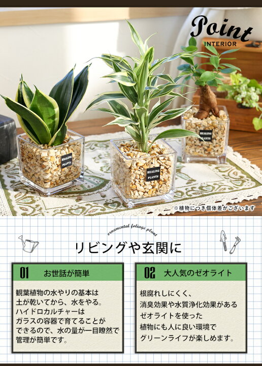 楽天市場 選べる 観葉植物ｘハイドロカルチャー ガジュマルの木 パキラ サンスベリア ゼオライトプランツ ガラスキューブ おしゃれ 鉢 インテリア グリーン 観葉植物 ギフト お中元 夏 サマーギフト 誕生日 プレゼント 女性 男性 父 退職祝い 送別会 新築祝い 友人