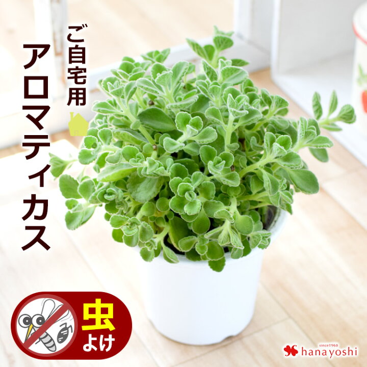 楽天市場 虫よけ アロマティカス の鉢植 6月4日 7月8日の間でご指定ok4個まで同梱ok 虫除け ハーブキューバンオレガノ ゴキブリハーブ 蚊 撃退 ゼラニウム フラワーマーケット花由 楽天市場 虫よけ アロマティカス の鉢植 6月4日 7月8日の間でご指定ok4個まで同梱ok 虫除け ハーブキューバンオレガノ ゴキブリハーブ 蚊 撃退 ゼラニウム フラワーマーケット花由