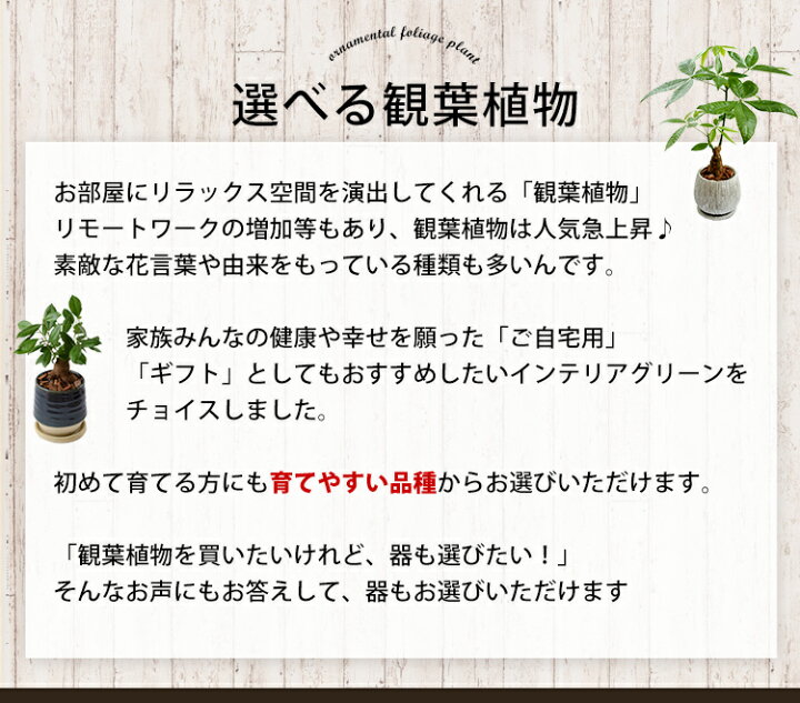 楽天市場 選べる 観葉植物ｘ選べる器 Mサイズ ガジュマルの木 サンスベリア シュガーバイン つる性ガジュマル おしゃれ 鉢 インテリア グリーン 観葉植物 ギフト 植物 誕生日 プレゼント 女性 男性 父 退職祝い 異動 転勤 卒業祝い 新築祝い 友人 引っ越し祝い お祝い