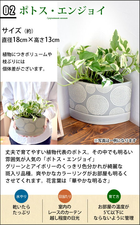 楽天市場 すみっこプランツ観葉植物 サンスベリア ポトス エンジョイ シュガーバイン インテリア ギフト 室内 おしゃれ 引越し祝い 新築祝い 開店祝い お祝い 開業祝い 周年祝い 結婚記念日 誕生日 プレゼント 女性 母 女友達 友人 退職祝い 就職祝い 自宅用 小さい