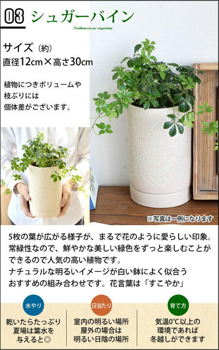 楽天市場 すみっこプランツ観葉植物 サンスベリア ポトス エンジョイ シュガーバイン インテリア ギフト 室内 おしゃれ 引越し祝い 新築祝い 開店祝い お祝い 開業祝い 周年祝い 結婚記念日 誕生日 プレゼント 女性 母 女友達 友人 退職祝い 就職祝い 自宅用 小さい