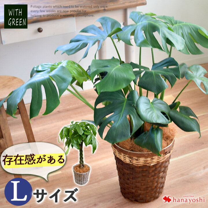 楽天市場】翌日配達 14時〆 選べる観葉植物 Lサイズ 7号 存在感がある 