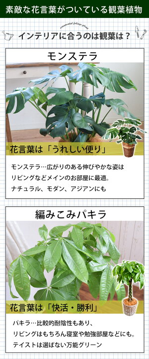 楽天市場 あす楽対応 選べる観葉植物 Lサイズ ７号 存在感がある モンステラ パキラ育てやすい インテリア グリーン 観葉植物 おしゃれ 植物 秋 敬老の日 誕生日 プレゼント 女性 女友達 男性 新築祝い 友人 結婚祝い 引っ越し祝い 定年 退職祝い 贈り物 開業祝い 異動