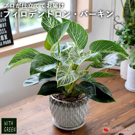 【楽天SS×P2倍】フィロデンドロン・バーキン 観葉植物 育てやすい インテリア グリーン 陶器鉢 鉢植え おしゃれ おうち時間 植物 誕生日 プレゼント 女性 男性 父 新築祝い 友人 結婚祝い 引っ越し祝い 開店祝い 開業祝い 退職祝い 上司