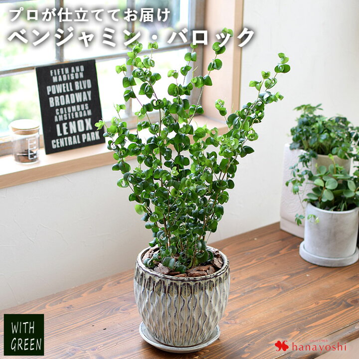 楽天市場 ベンジャミン バロック 観葉植物 育てやすい インテリア グリーン 陶器鉢 鉢植え おしゃれ おうち時間 植物 誕生日 プレゼント 女性 男性 新築祝い 友人 結婚祝い 退職祝い 転勤 異動 引っ越し祝い 開店祝い 贈り物 飾り フラワーマーケット花由