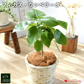 【マラソン×エントリー5倍】フィカス・ウンベラータ 鉢植え育てやすい インテリア グリーン 観葉植物 インテリア ギフト 室内 おしゃれ 引越し祝い 新築祝い 開店祝い お祝い 開業祝い 周年祝い 法人 結婚記念日 誕生日 プレゼント 女性 母 女友達 友人