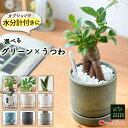 グリーンも鉢も選べる 観葉植物x器 ガジュマルの木 サンスベリア パキラ モンステラ おしゃれ 鉢 水分計 サスティーインテリア グリーン 観葉植物 エコ 誕生日 プレゼント 女性 男性 友人 開店祝い 新築祝い 引っ越し祝い