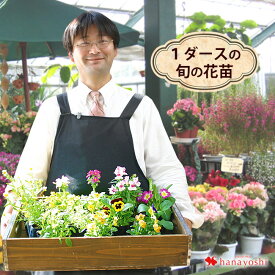 【マラソン×エントリー5倍】1ダースのおまかせ花苗セット 送料無料 花苗福袋 ◎ラブリーなピックと土のおまけ付き＊ガーデニングにおすすめ！花苗セット♪花苗 福袋【栽培セット】