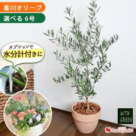 オリーブの木 オリーブ 6号鉢 オリーブ農園 鶴亀園さんの香川オリーブ 観葉植物 鉢植え 引越し祝い 新築祝い おしゃれ 友人 誕生日 プレゼント 男性 女性 お祝い 結婚祝い 結婚記念日 開店祝い 開業 周年祝い お誕生日 ギフト